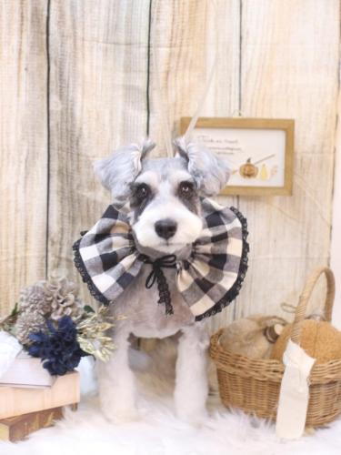 20241026ふたばちゃん